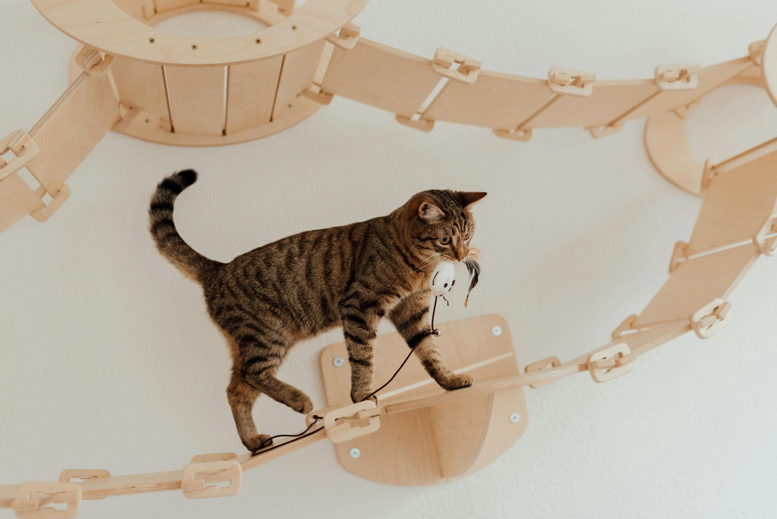 Cat Toys