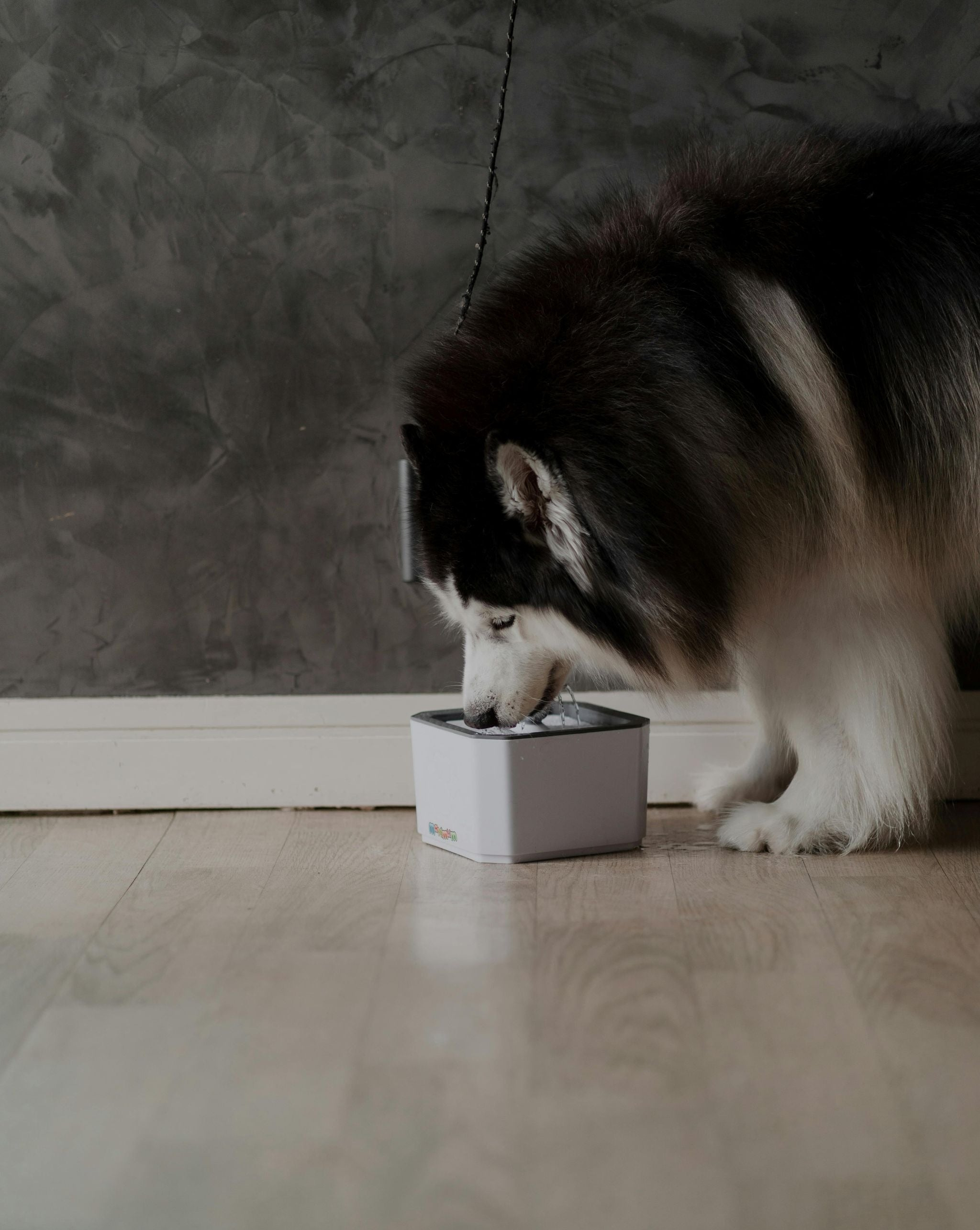 Dog Accessory