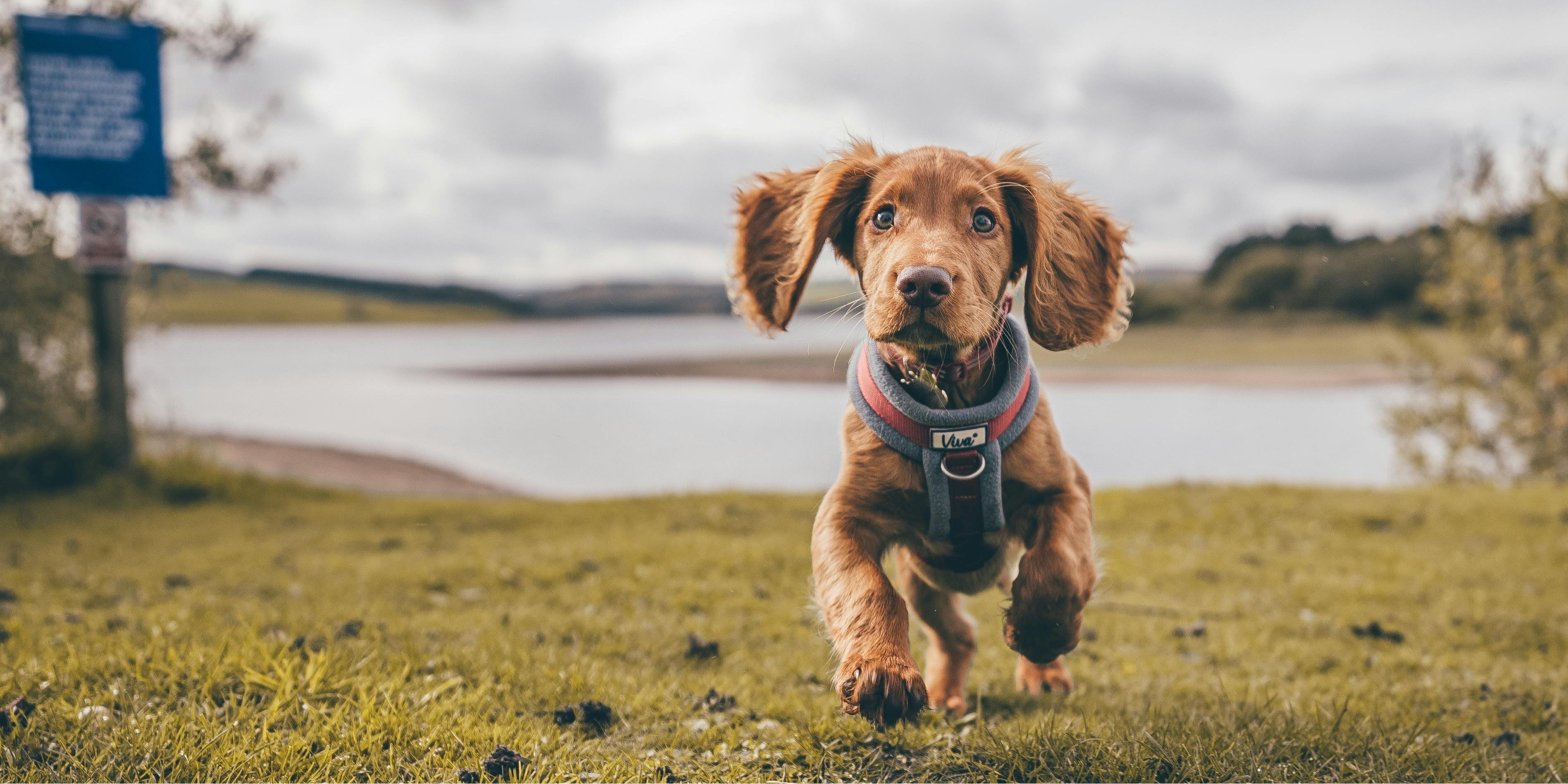 Dog Harness and Collars