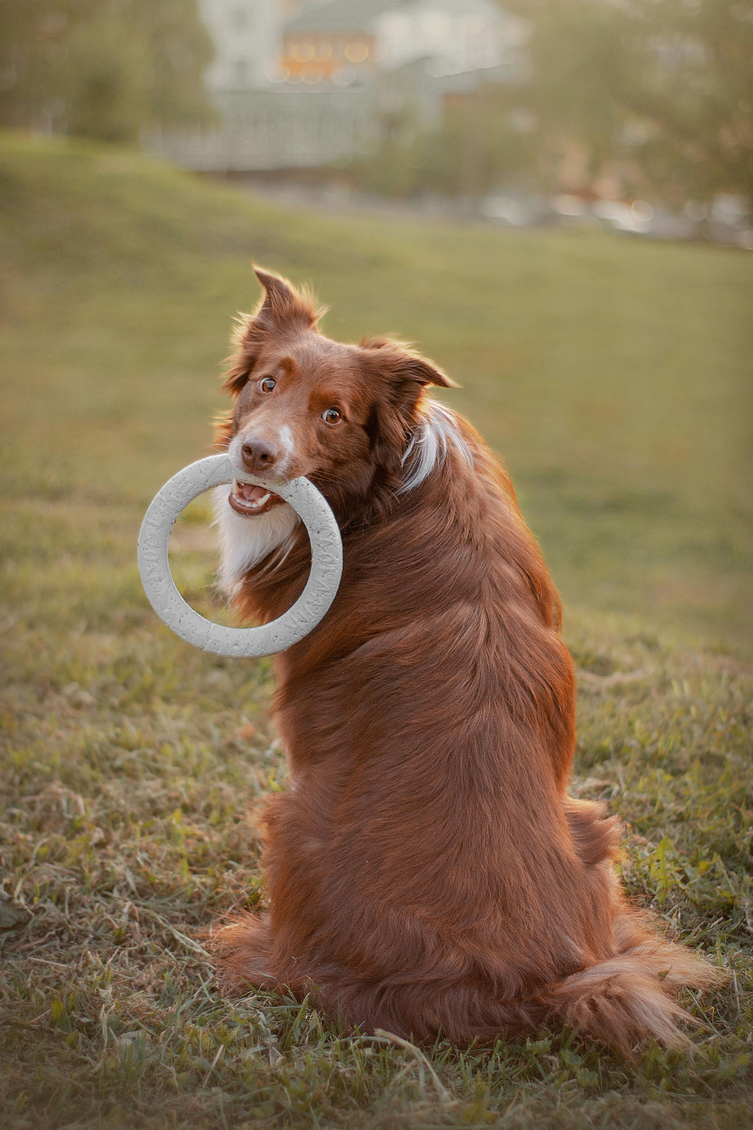 Dog Toys
