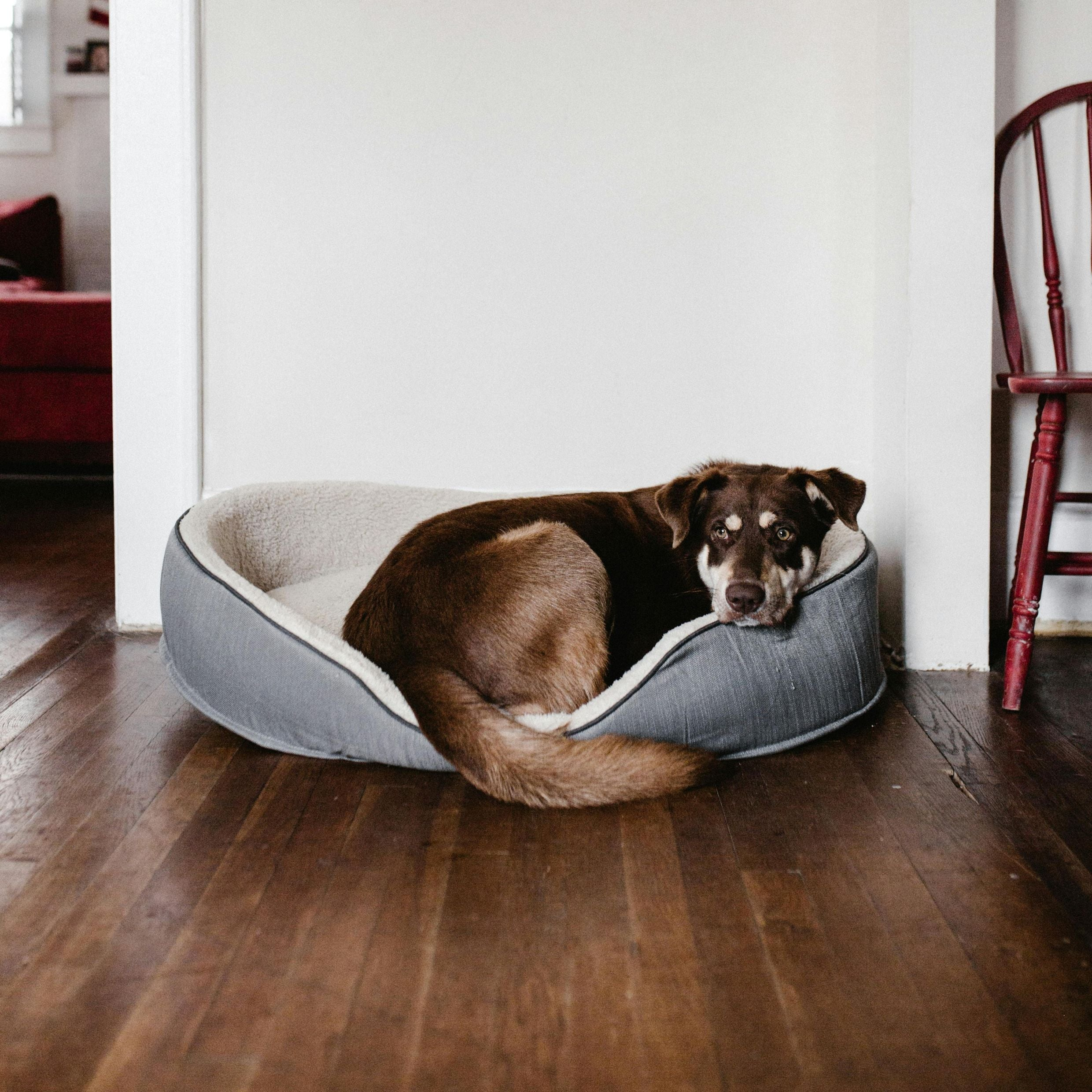 Dog Furniture