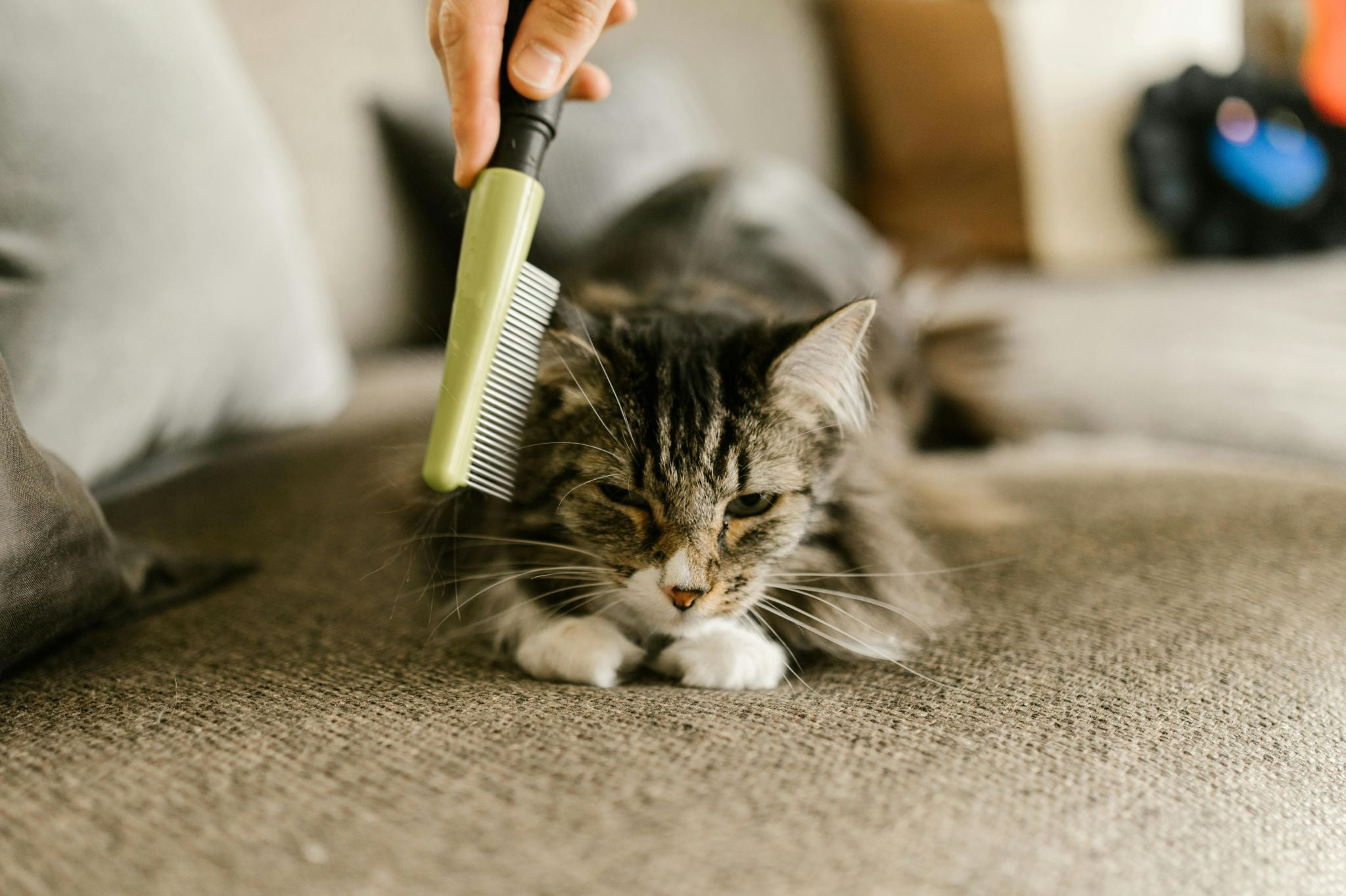 Cat Grooming & Hygiene