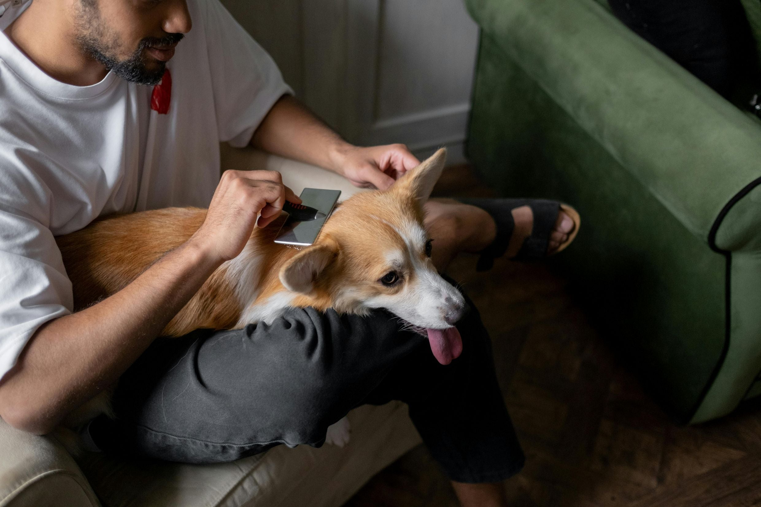 Dog Grooming & Hygiene
