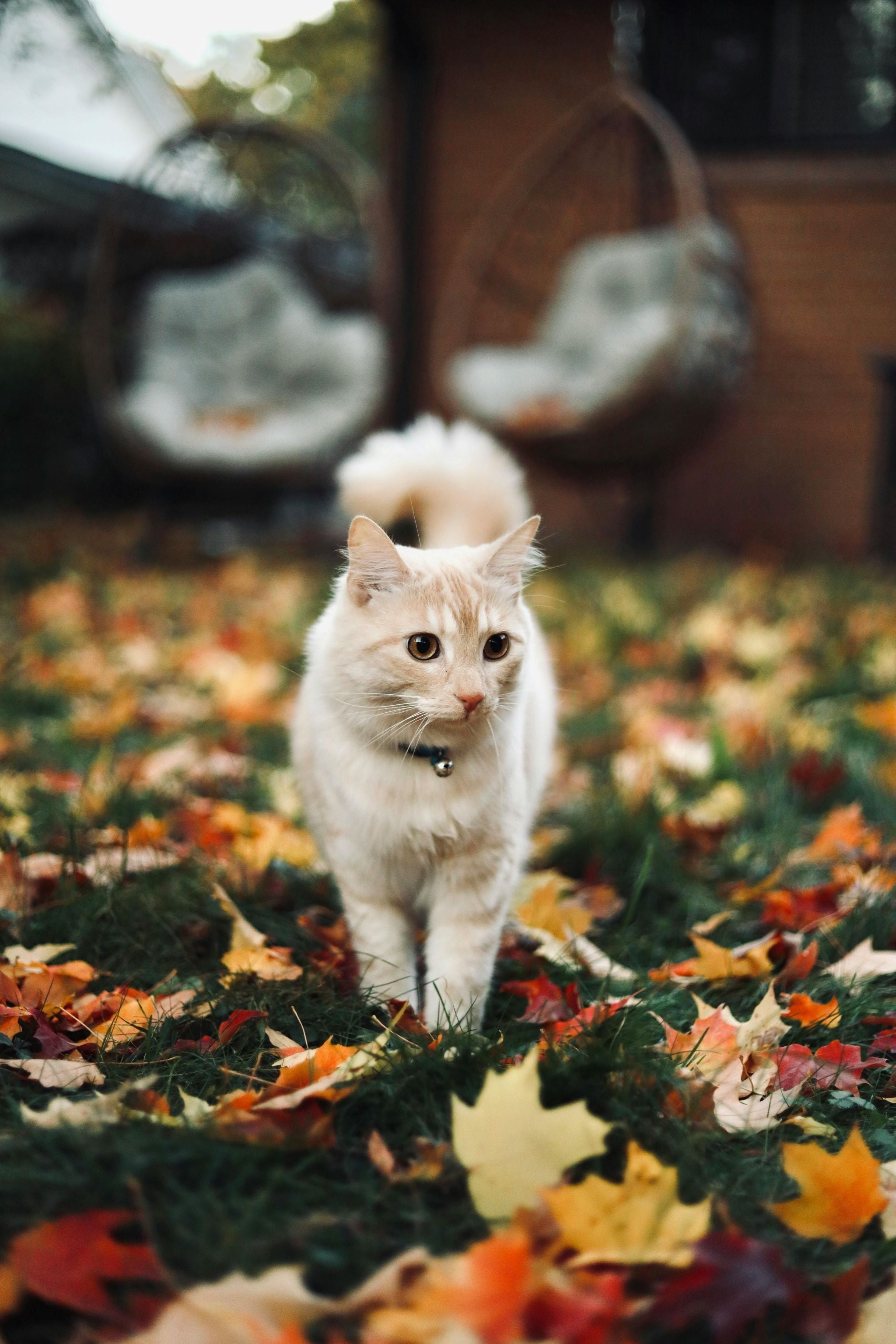Cat Harness and Collars