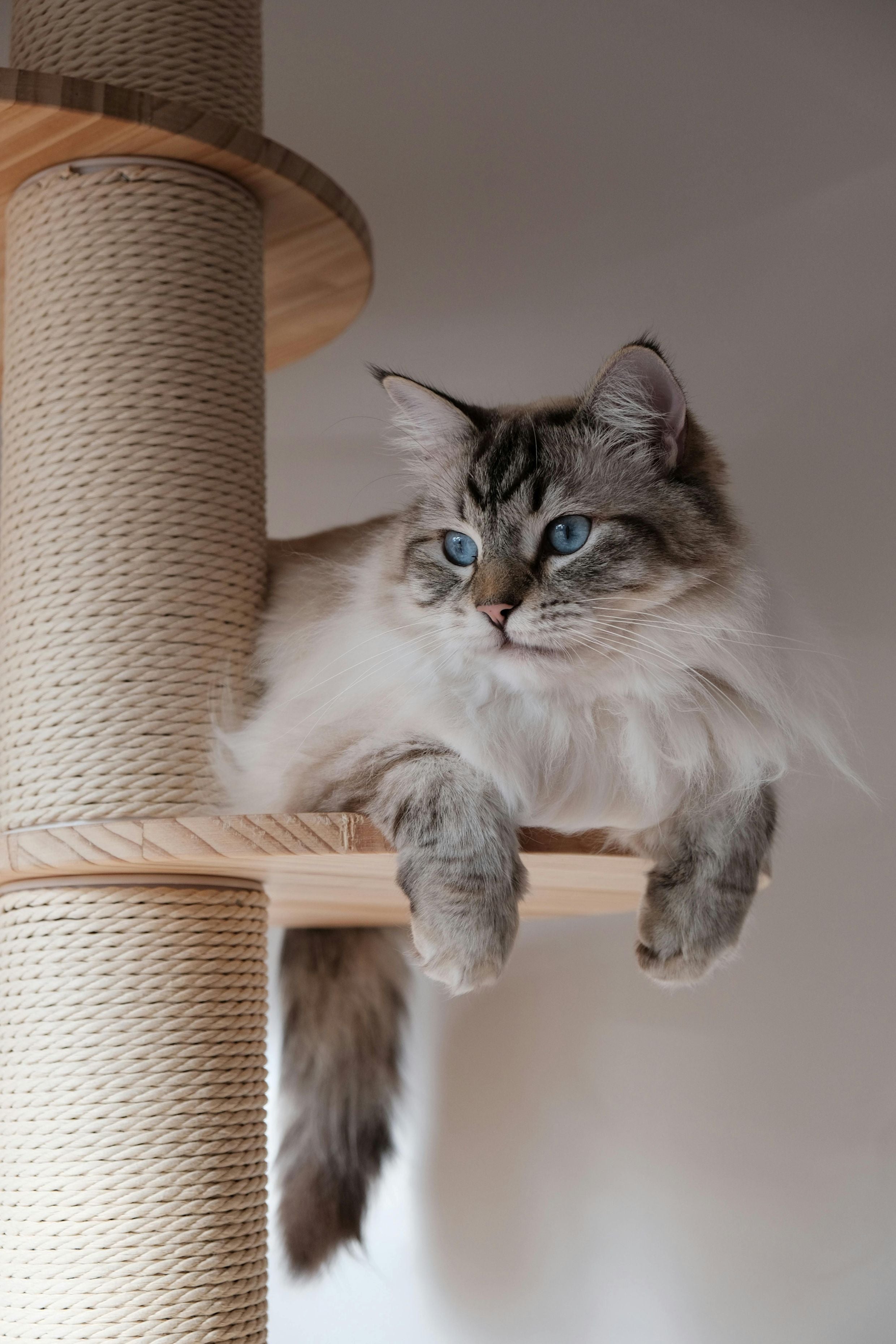 Cat Furniture