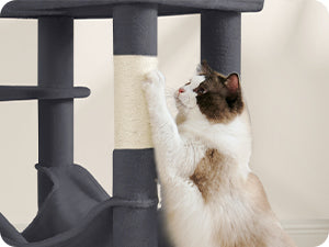 Cat climbing a black cat tree with a white background