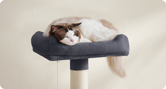 Cat resting on a gray cat tree against a beige background
