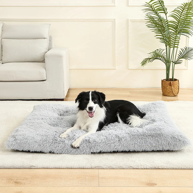 Border Collie laying on large gray fluffy rectangular dog bed.