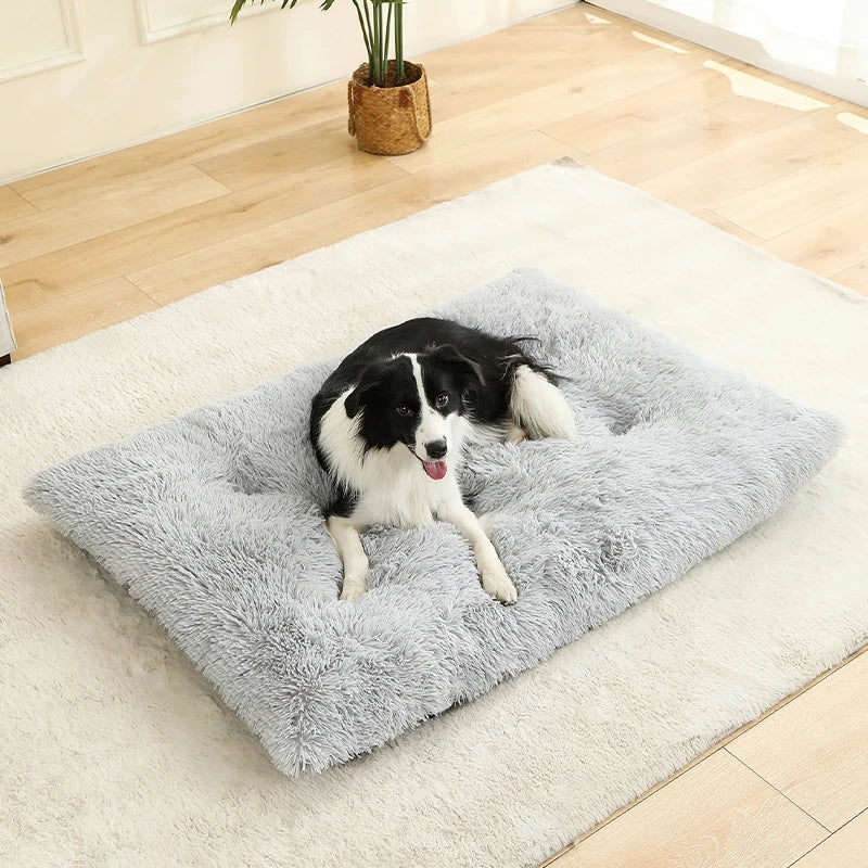Dog lying on a fluffy gray pet bed in a room with wooden flooring and a plant.