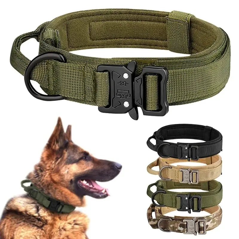 German Shepherd wearing heavy-duty green tactical dog collar with metal buckle.