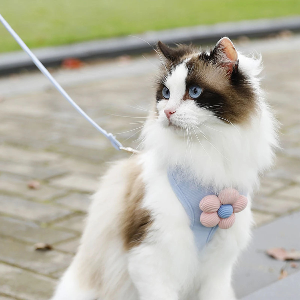 Fluffy ragdoll cat wearing blue flower padded pet harness outdoors.
