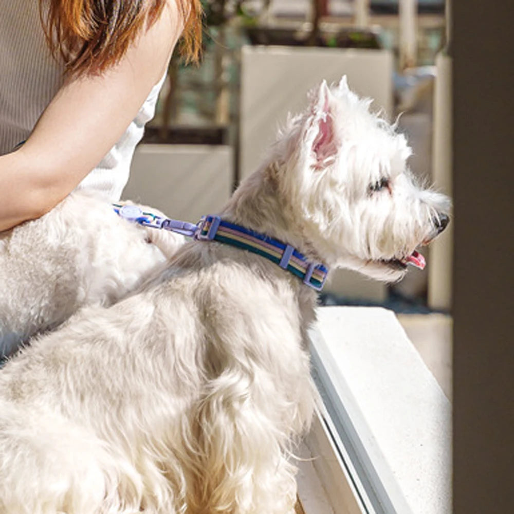 White terrier dog looking out window with striped blue adjustable dog collar.