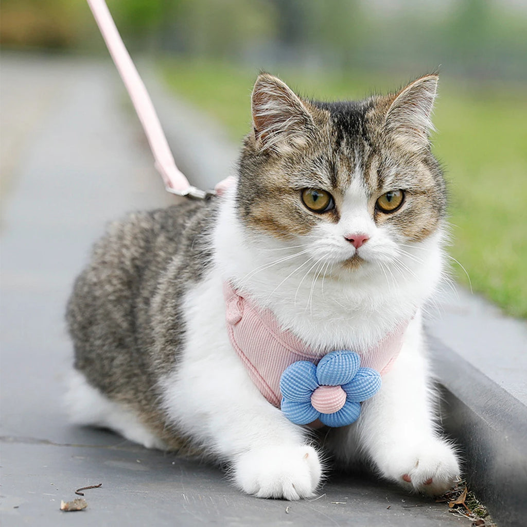 Tabby and white cat wearing pink flower padded pet harness while sitting on walkway.