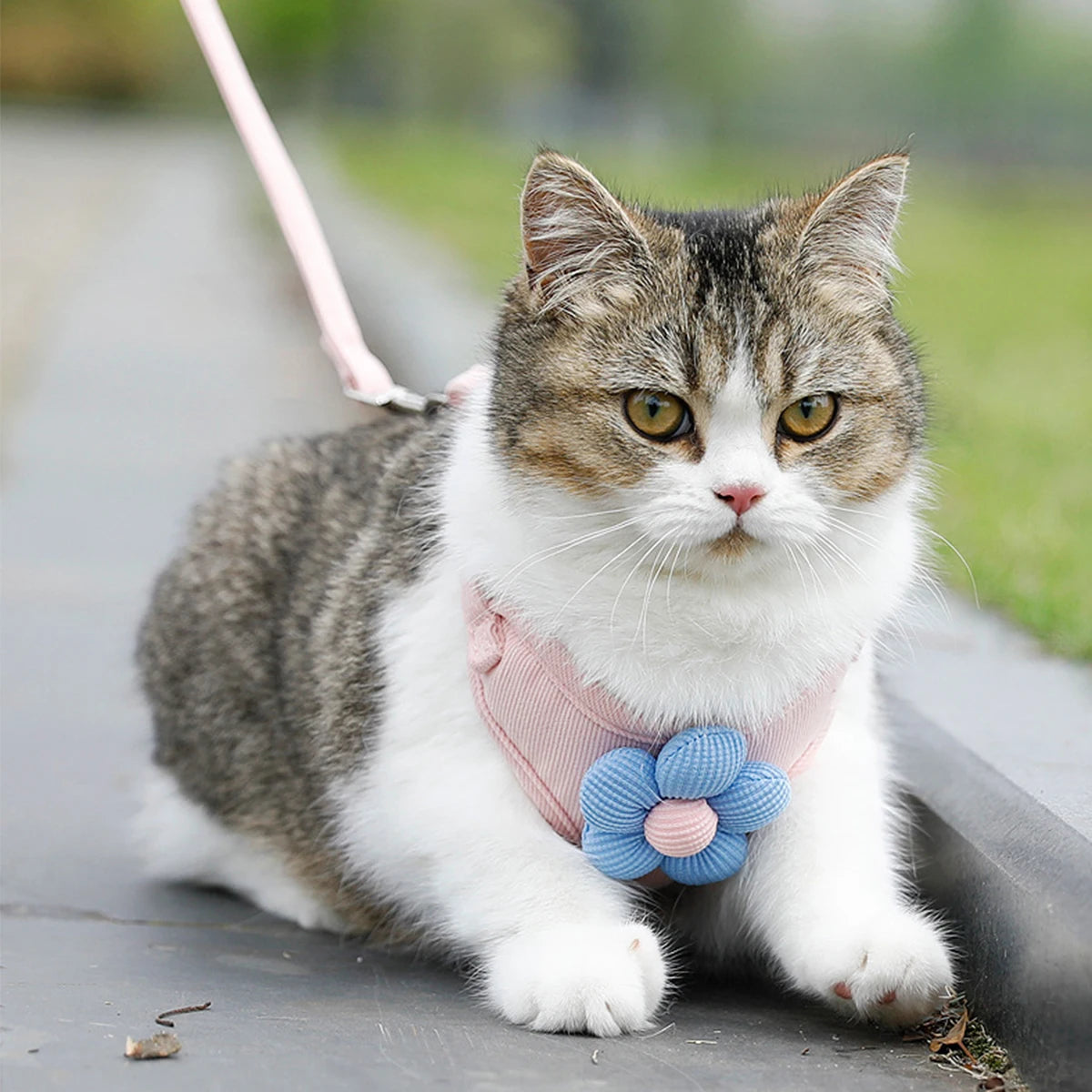 Tabby and white cat wearing pink flower padded pet harness while sitting on walkway.