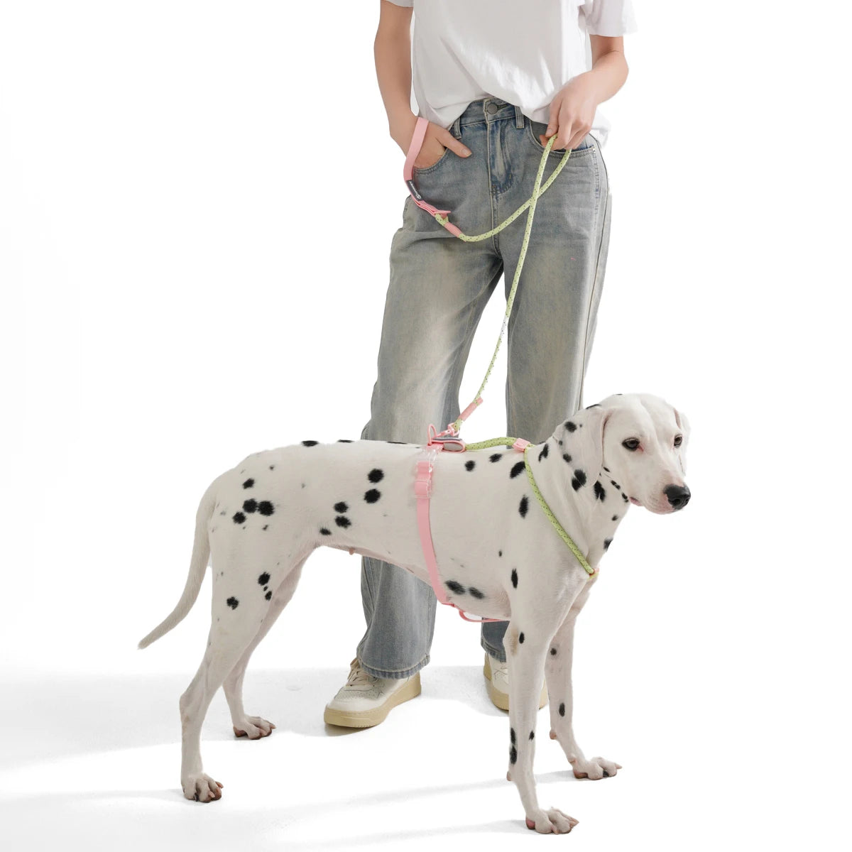 Person holding a dog leash with a Dalmatian dog on a white background