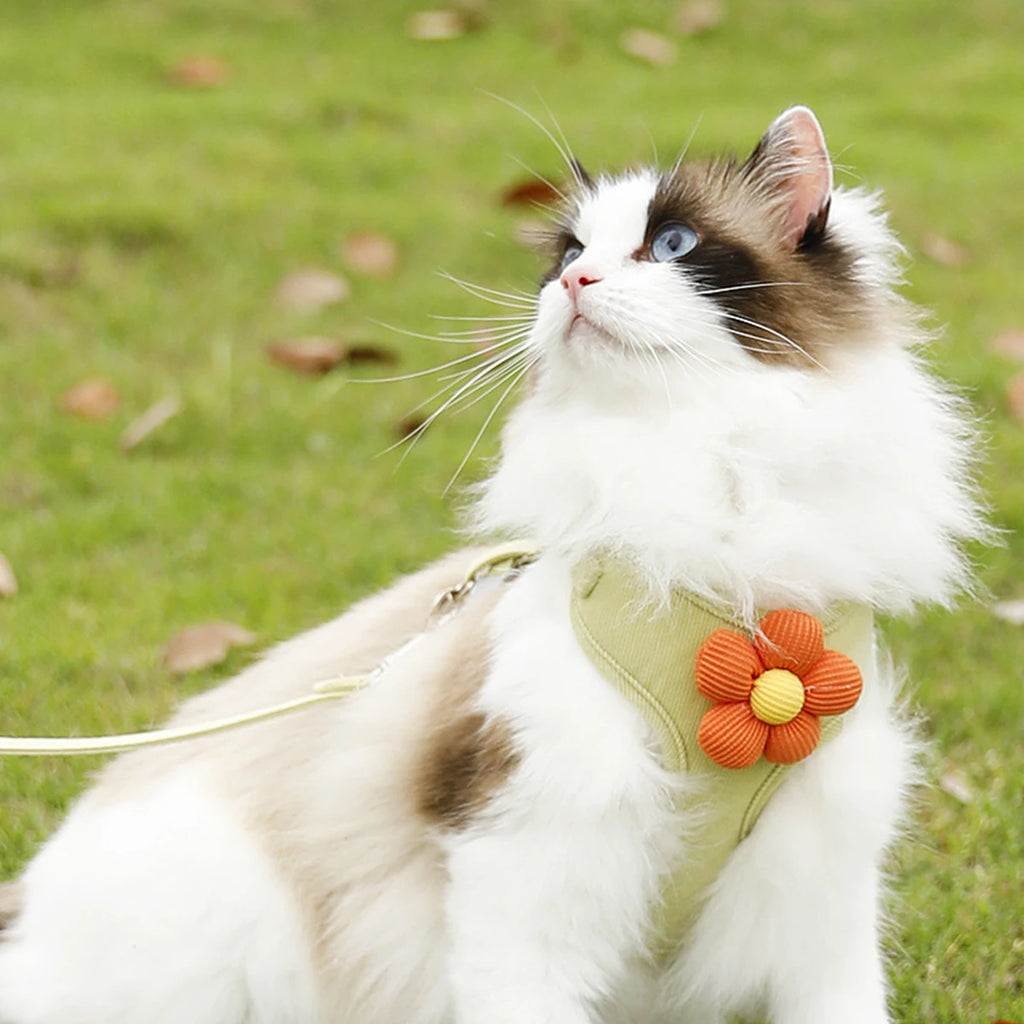 Ragdoll cat sitting on grass in green padded pet harness with orange flower.