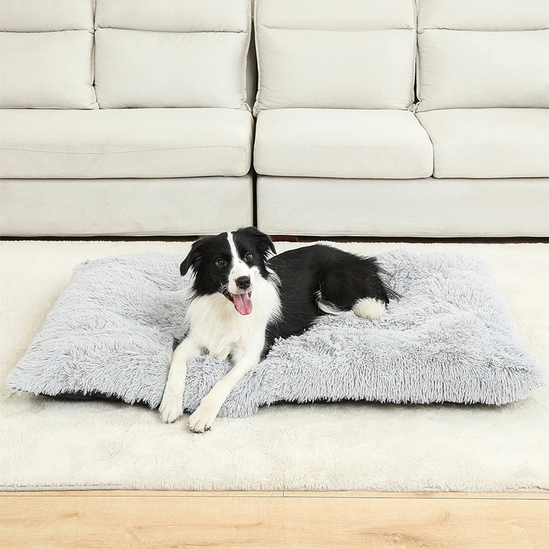 Dog lying on a fluffy gray pet bed in front of a white sofa.