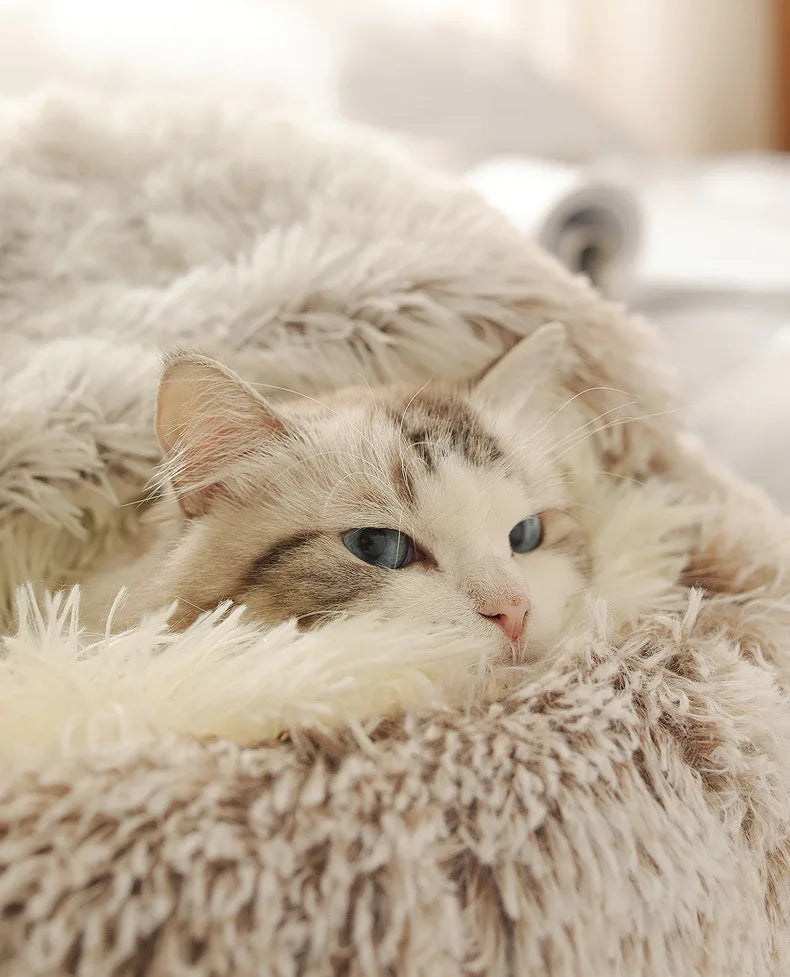 Cloae up of cat with blue eyes lying on a fluffy beige cushion