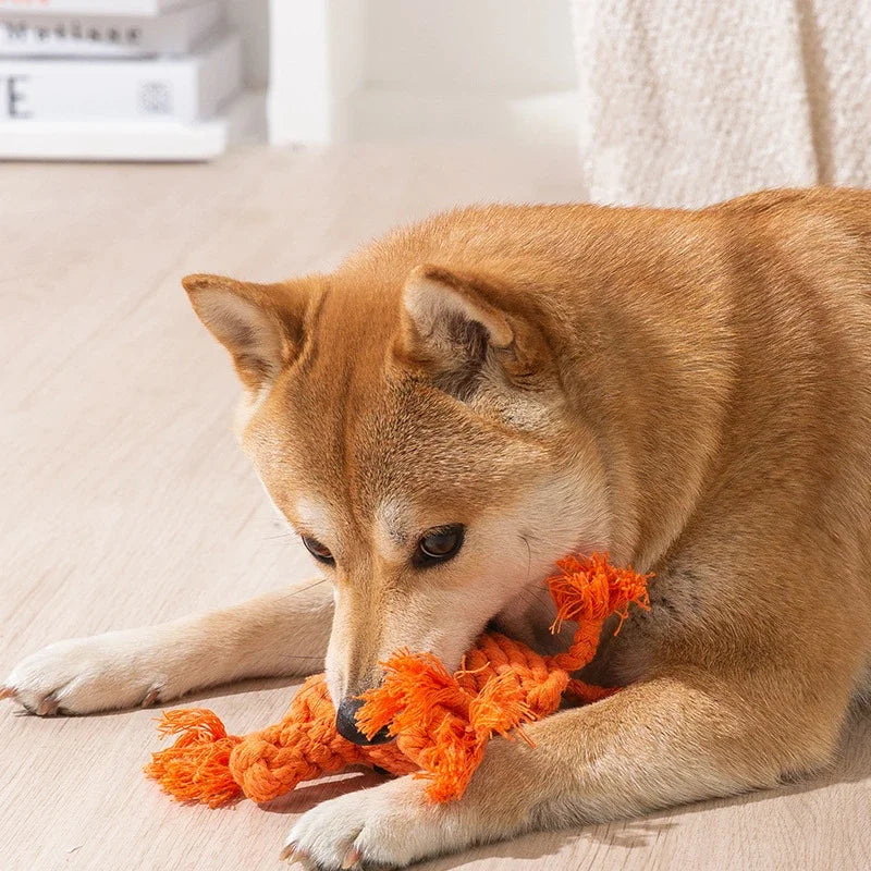 Dog playing with an orange rope toy on a light-colored floor.