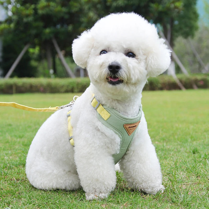 White dog wearing a green harness on a grassy field