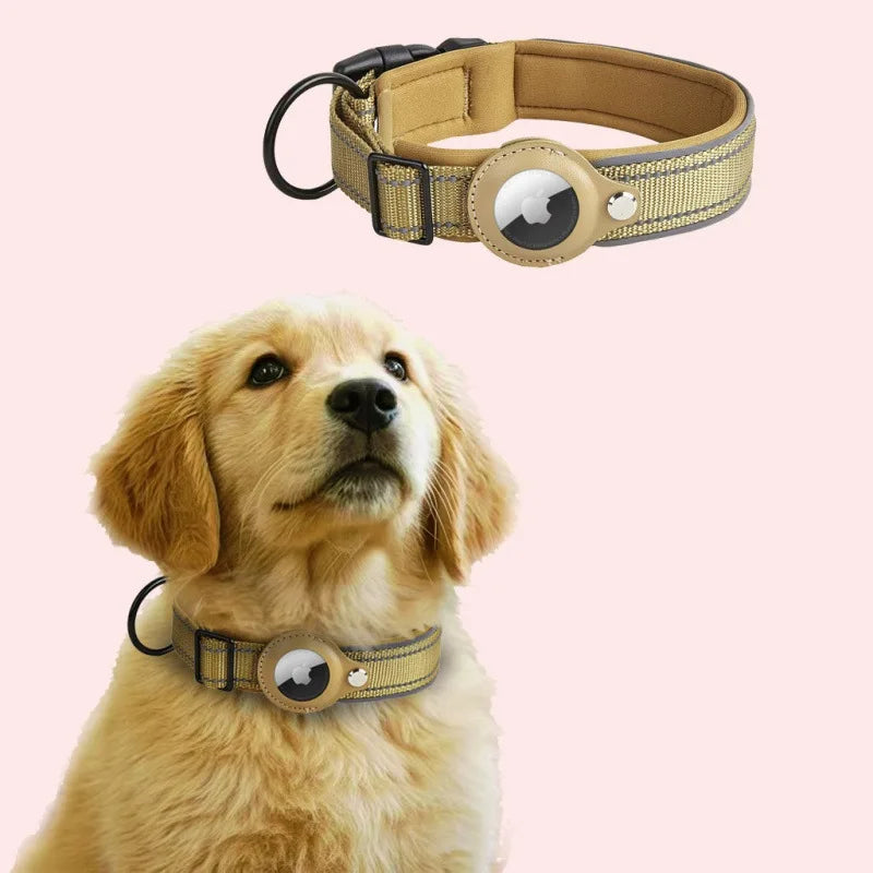 Dog wearing a beige collar with airtag holder
